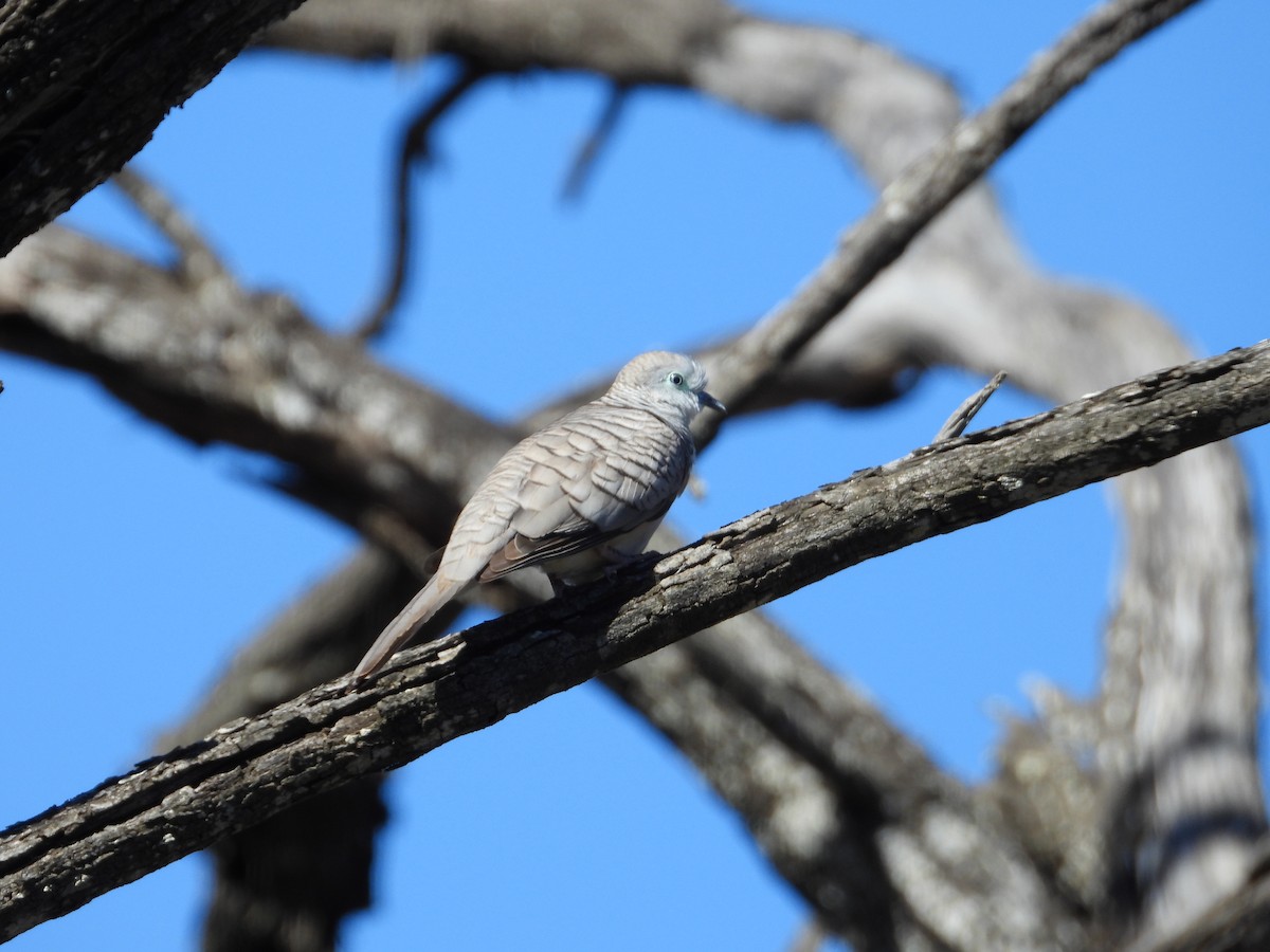 Peaceful Dove - ML620817986