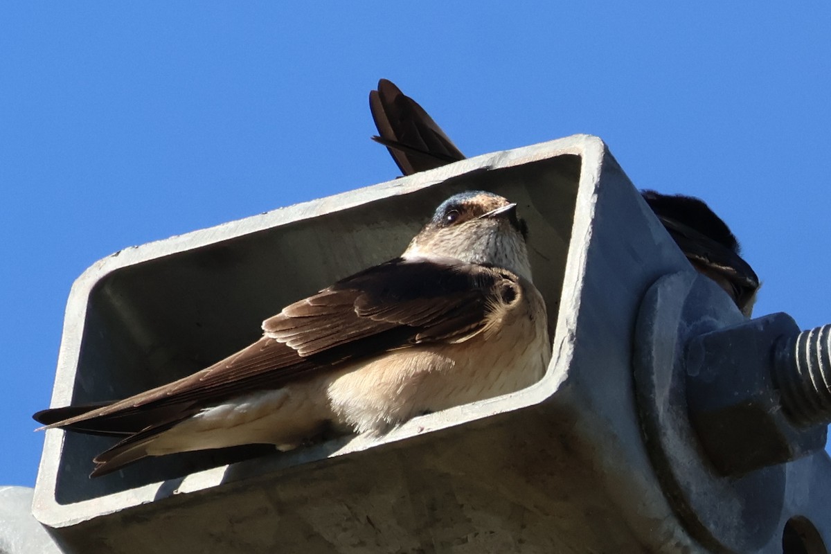 Golondrina Arborícola - ML620817987