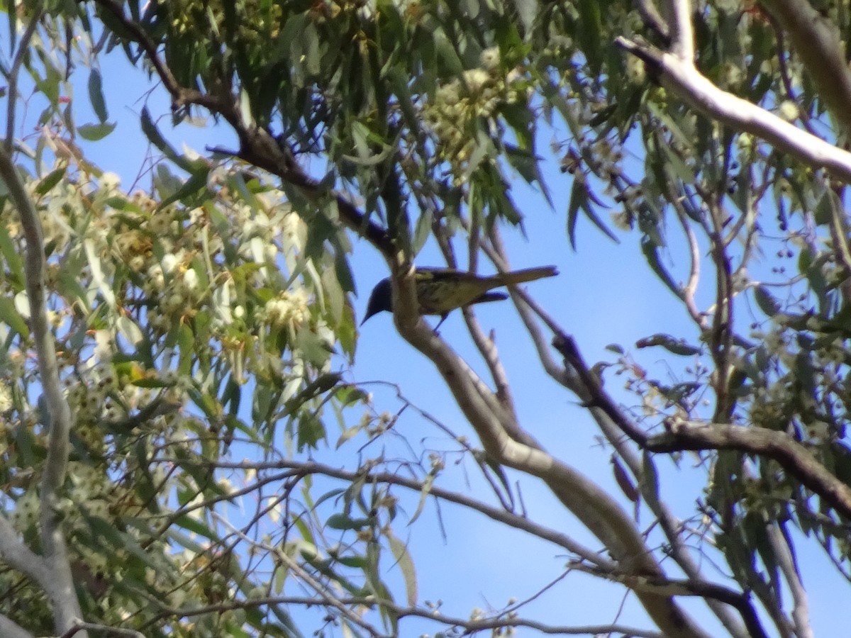 Regent Honeyeater - ML620817988