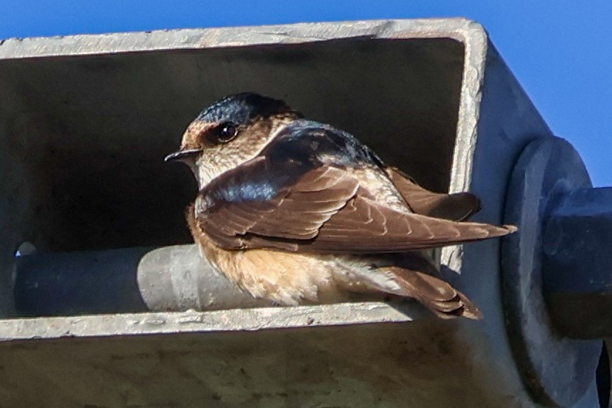 Golondrina Arborícola - ML620817991