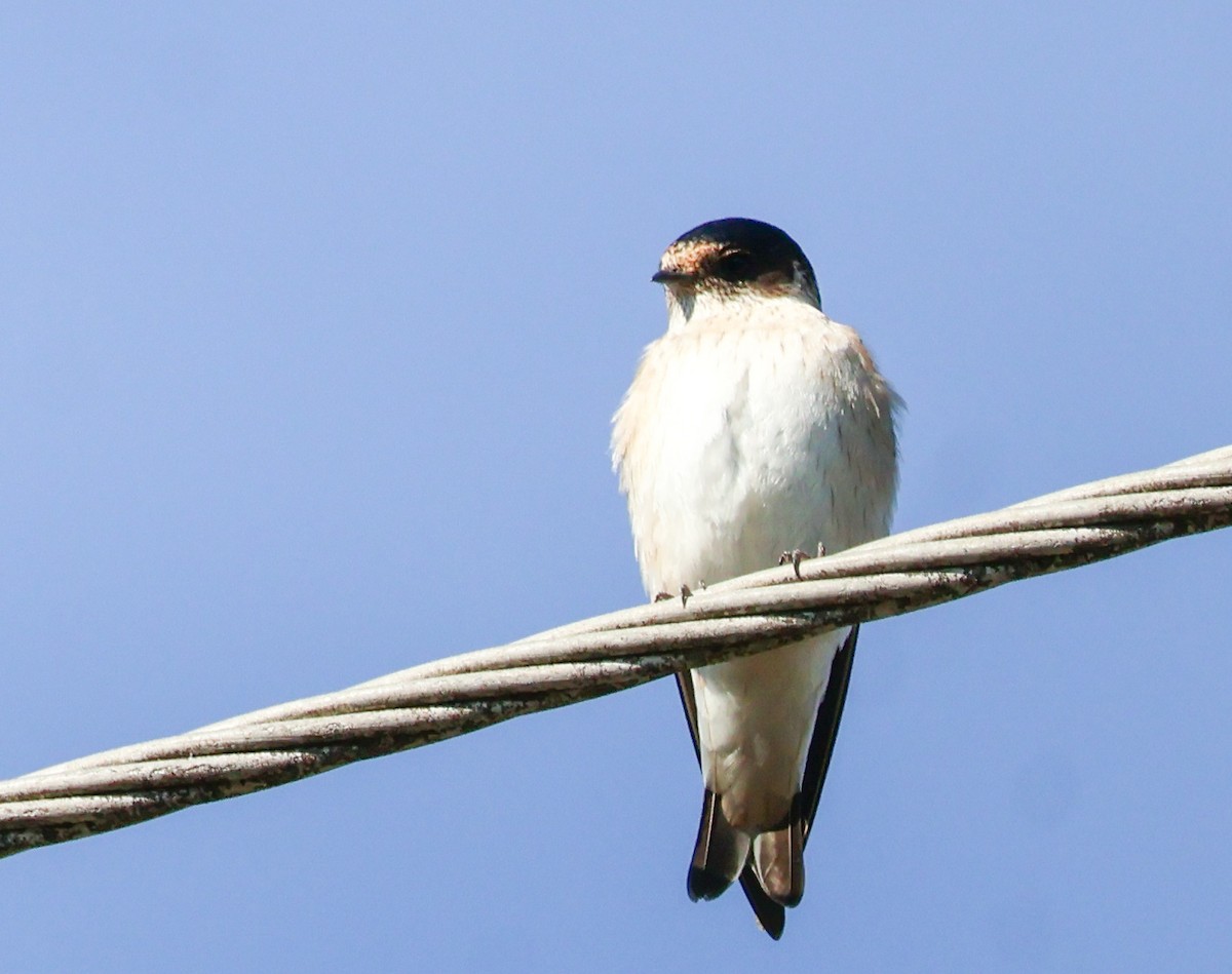 Golondrina Arborícola - ML620817992