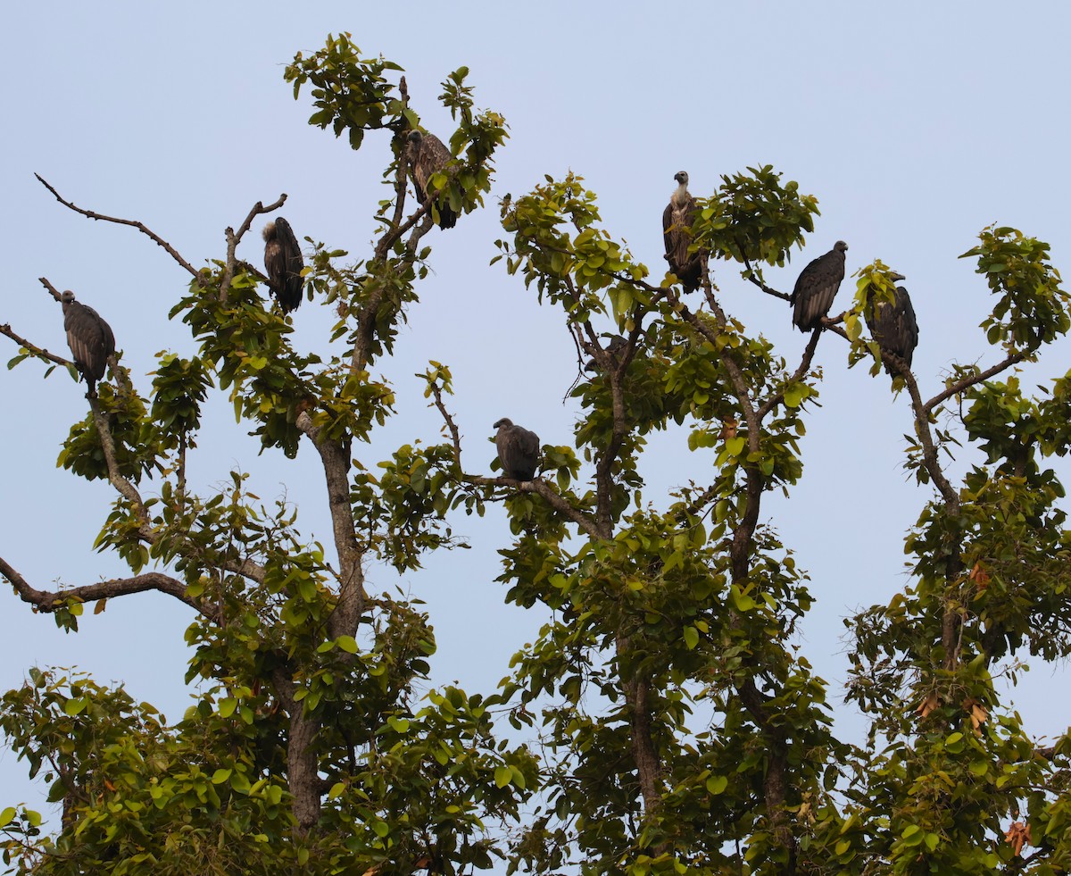 White-rumped Vulture - ML620817995