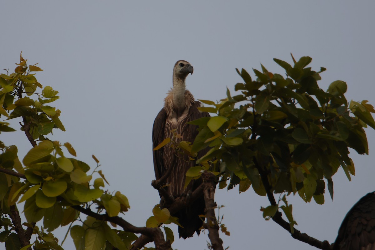 Indian Vulture - ML620817996