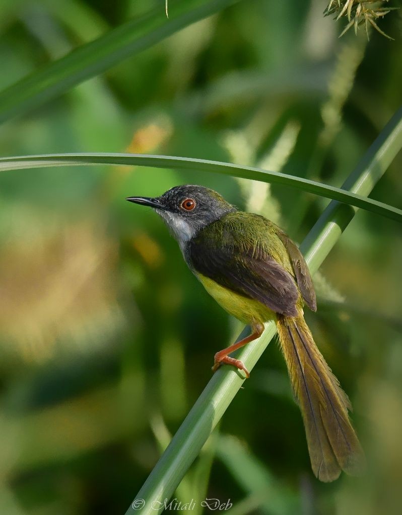 Prinia à ventre jaune - ML620817997