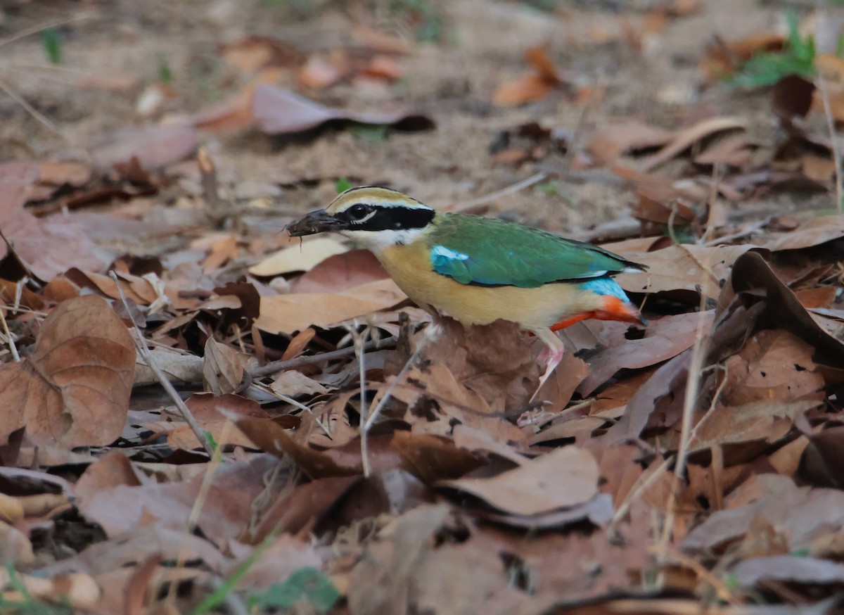 Indian Pitta - ML620817999