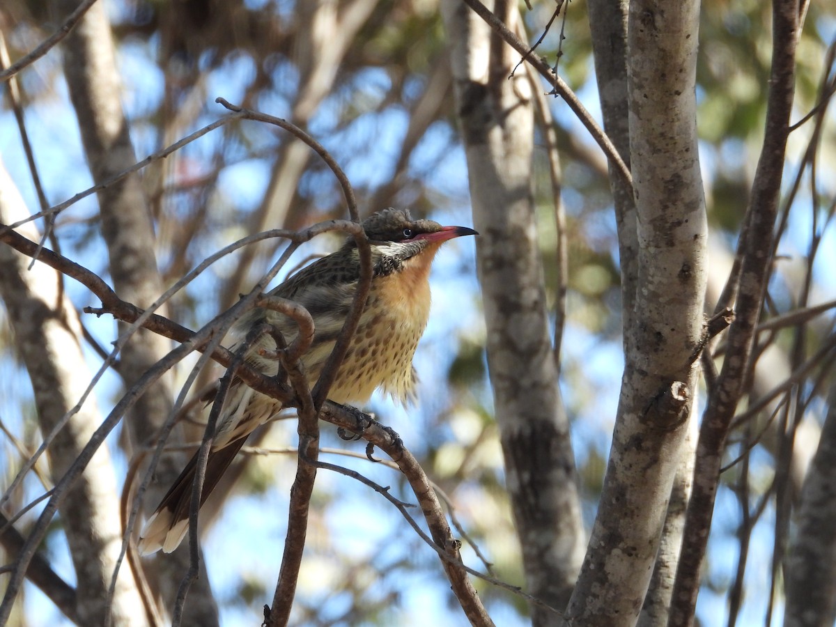 Spiny-cheeked Honeyeater - Heather Linsley