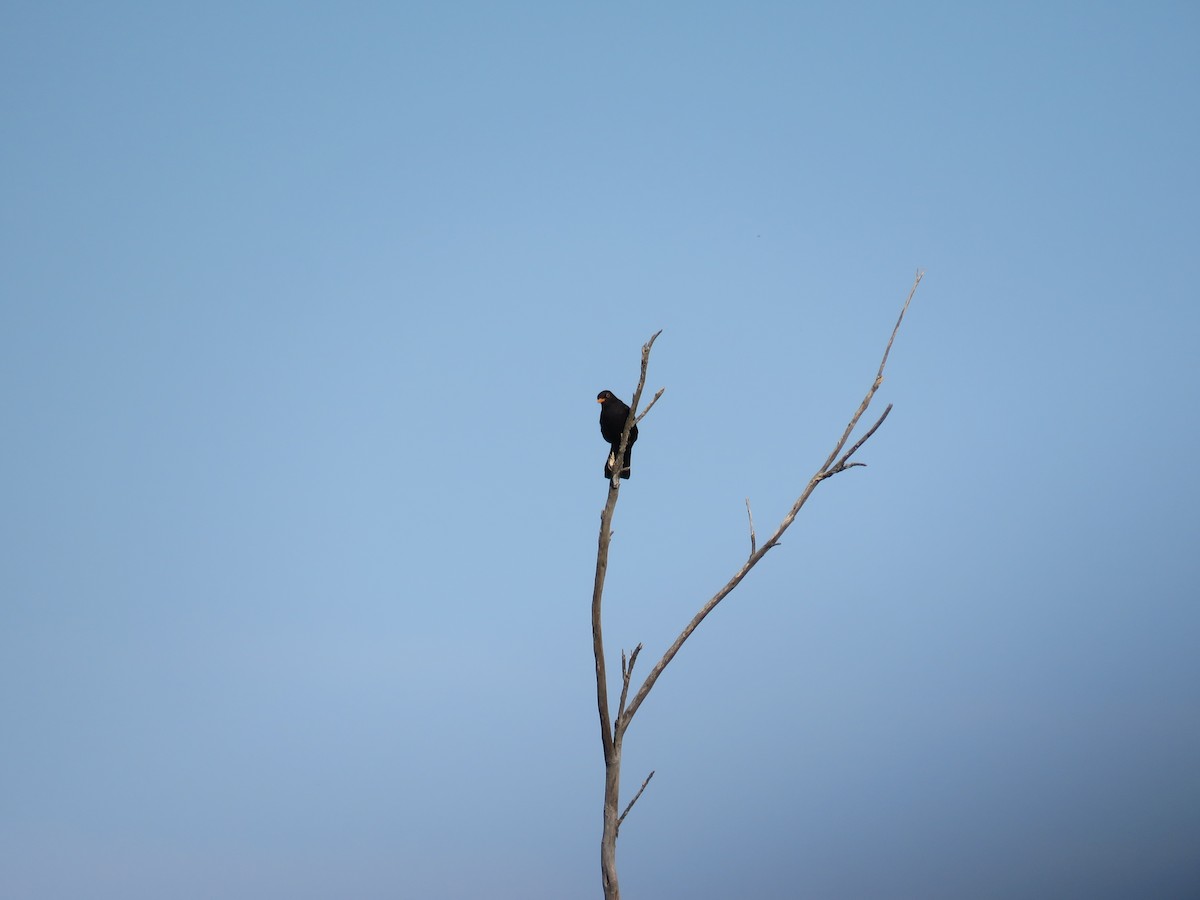 Eurasian Blackbird - ML620818004