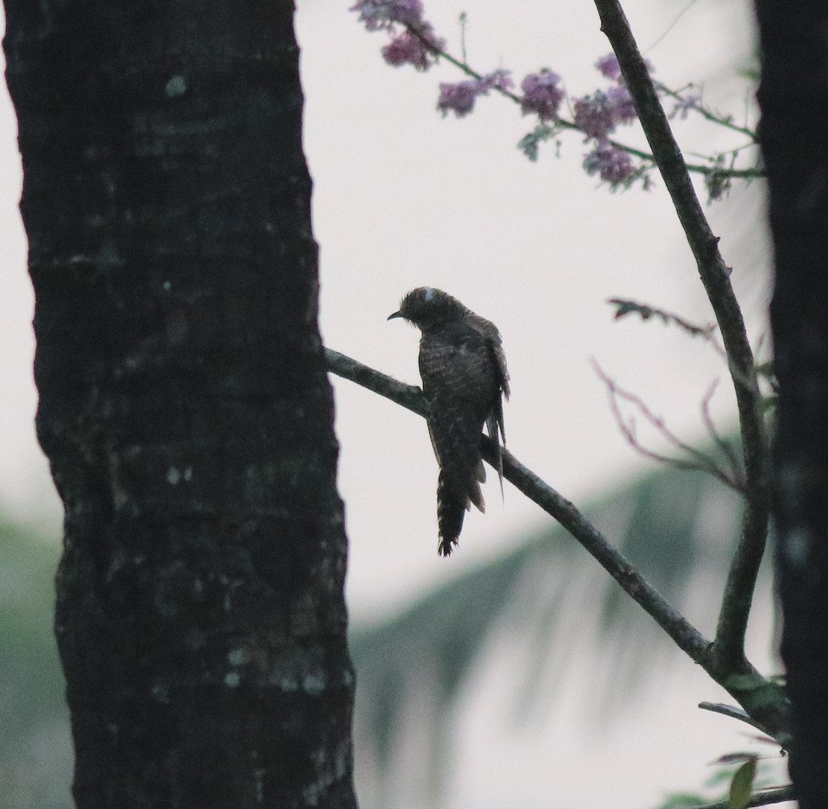 Common Cuckoo - ML620818010