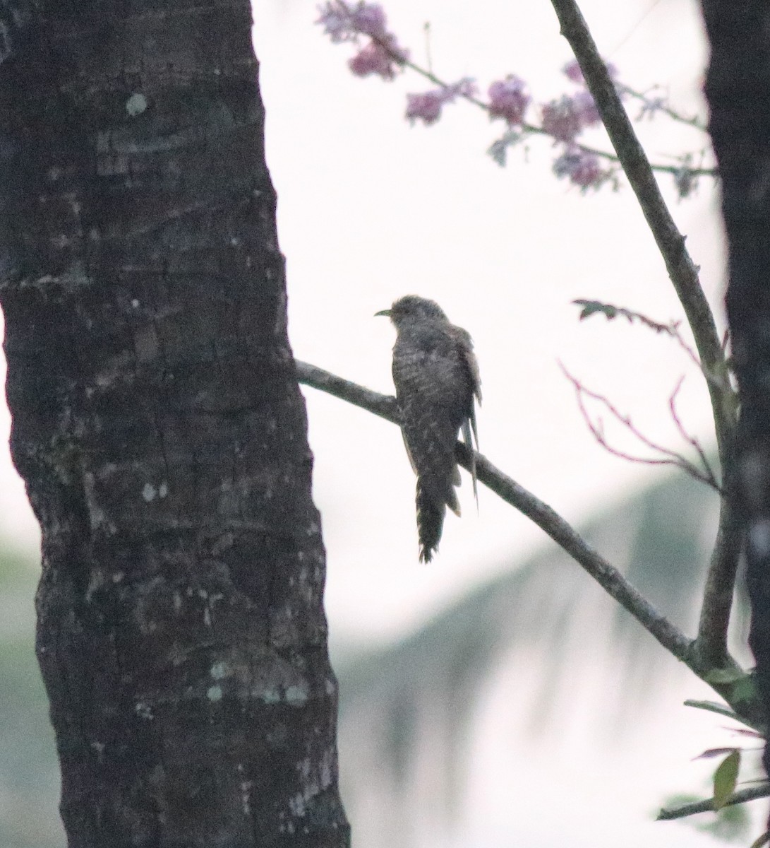 Common Cuckoo - ML620818011