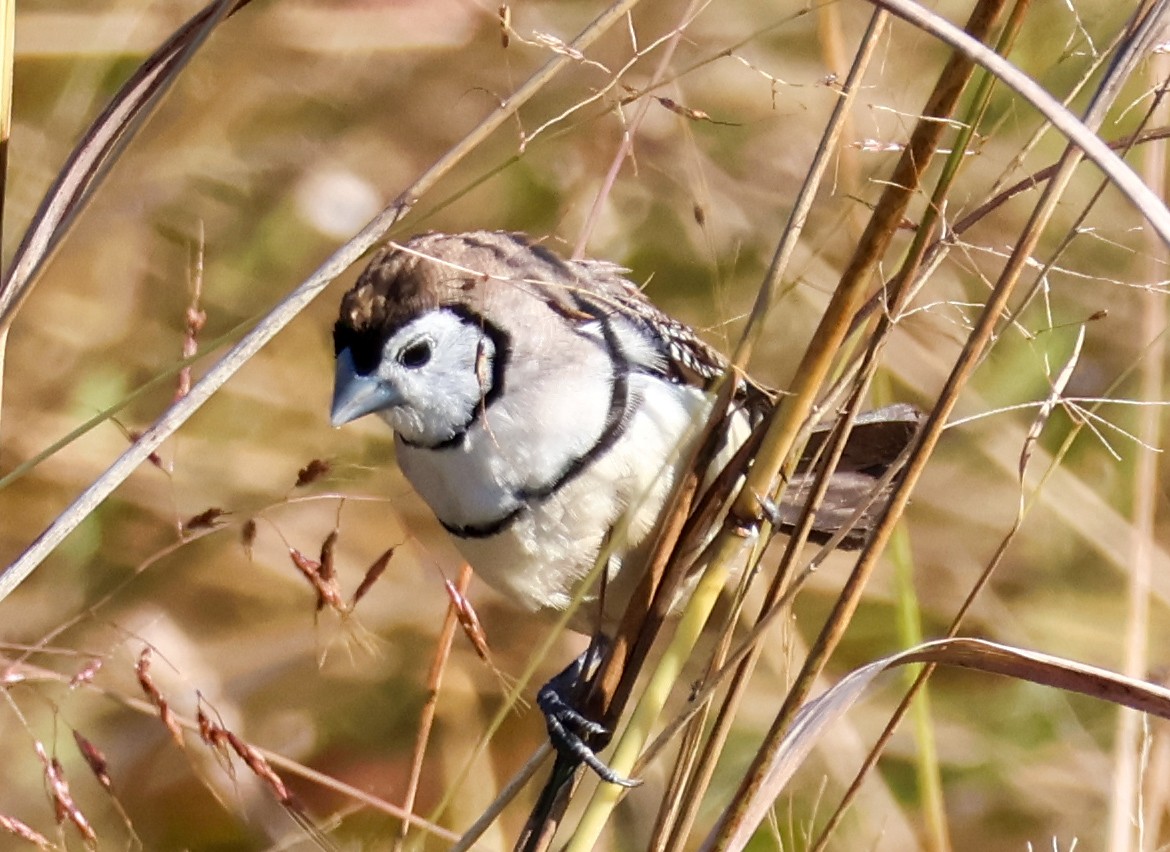 Double-barred Finch - Sonia Boughton