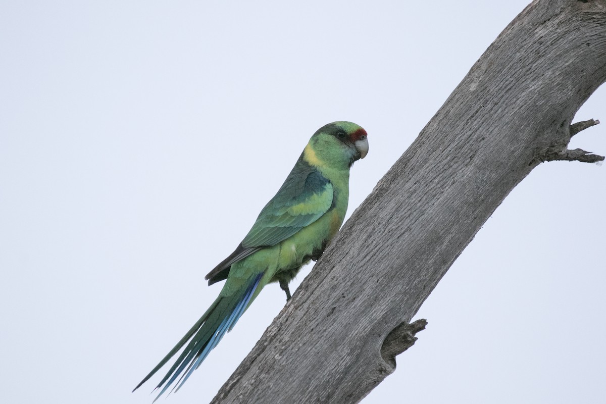 Воротничковый попугай (barnardi) - ML620818019