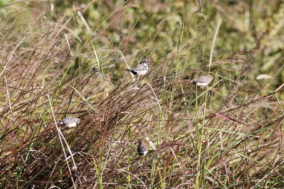 Double-barred Finch - ML620818020