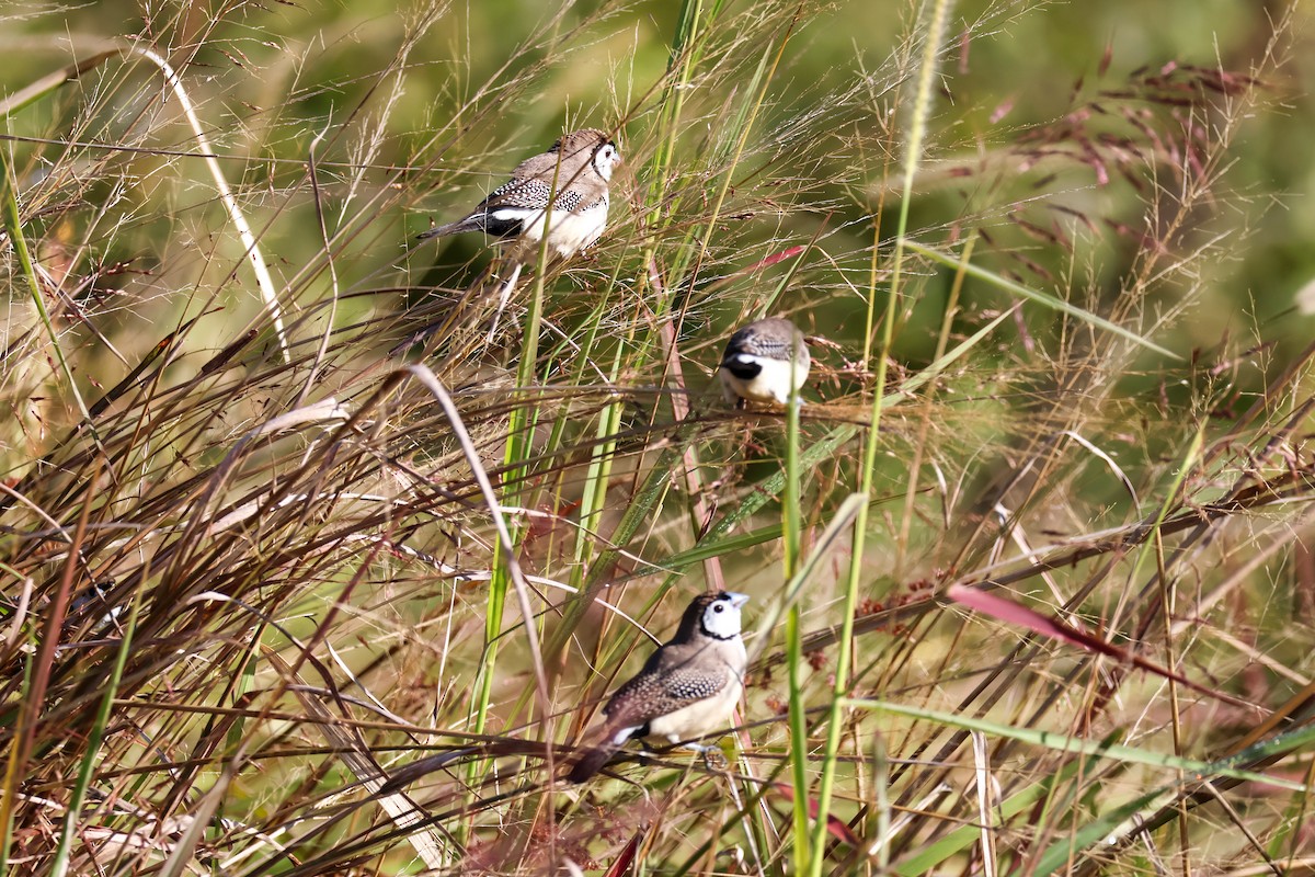 Double-barred Finch - ML620818021