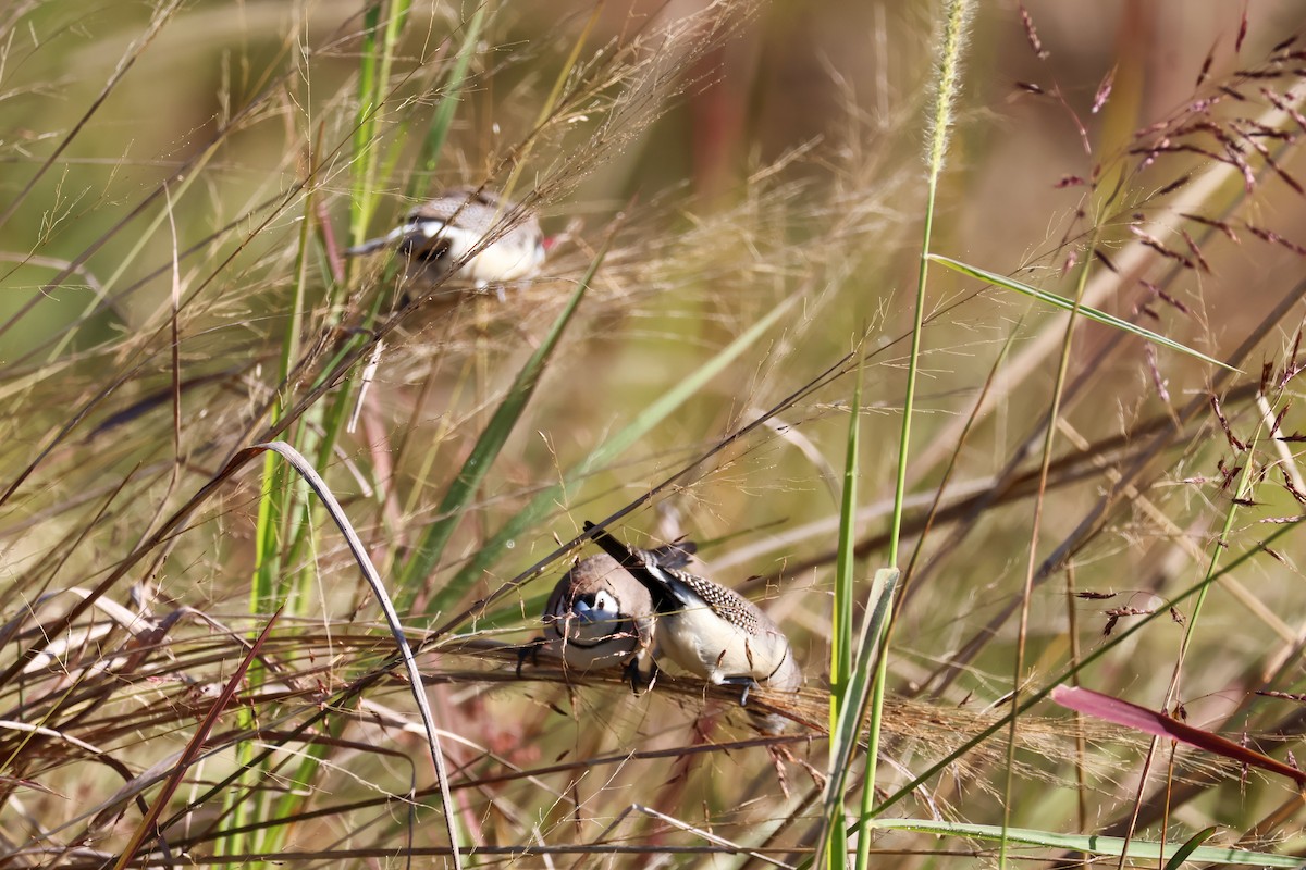 Double-barred Finch - ML620818022