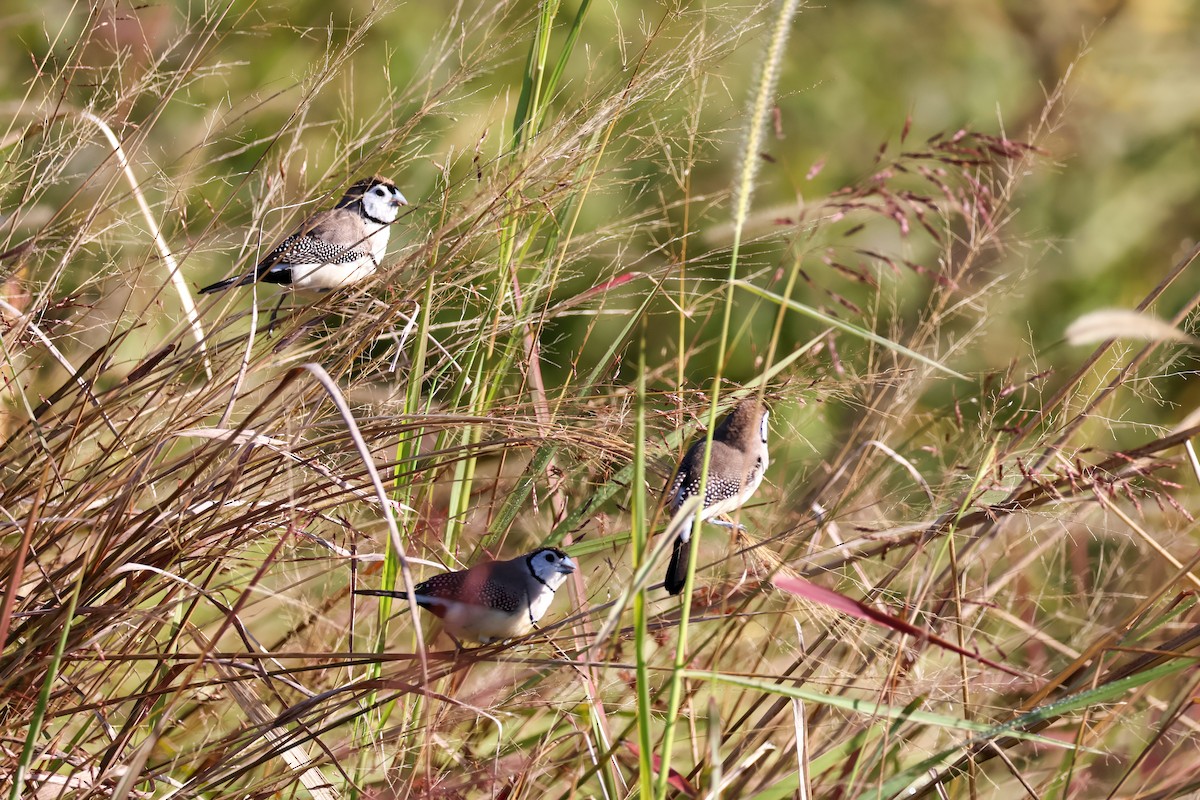 Double-barred Finch - ML620818023