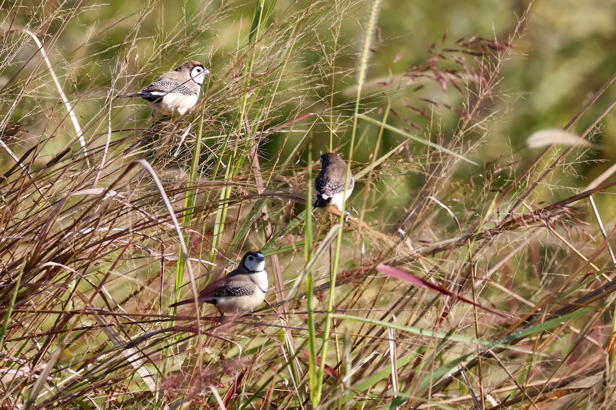 Double-barred Finch - ML620818024