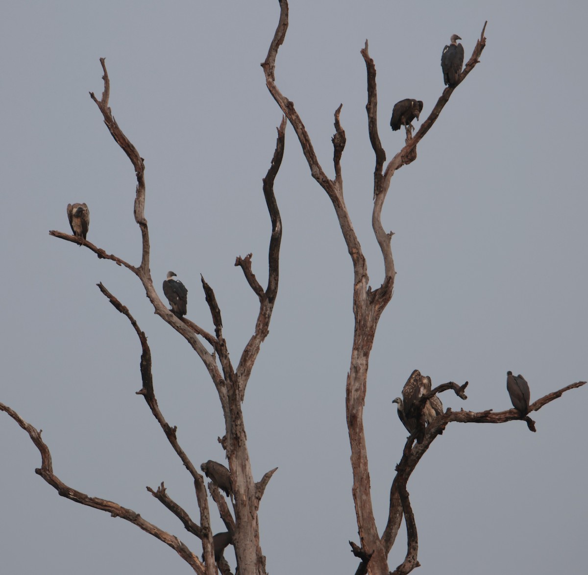 Indian Vulture - hari chary