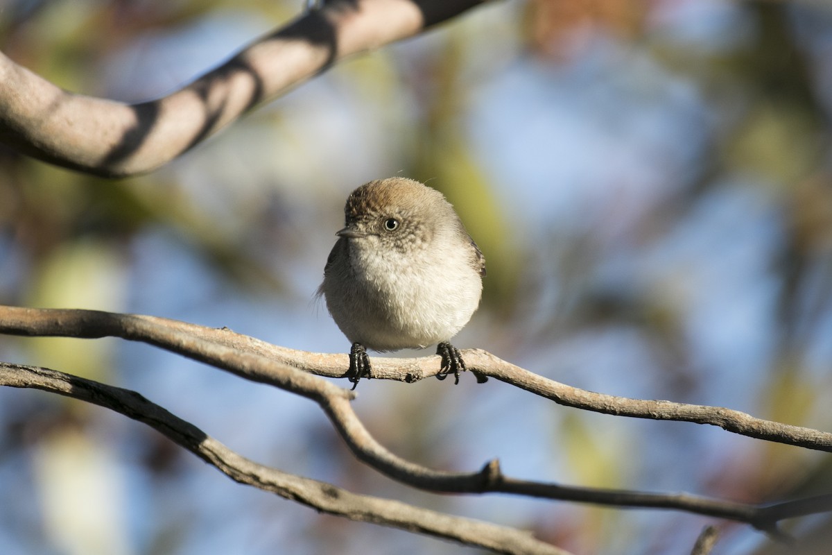 Chestnut-rumped Thornbill - ML620818028