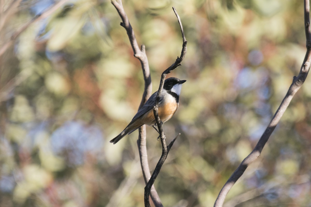 Rufous Whistler - ML620818030