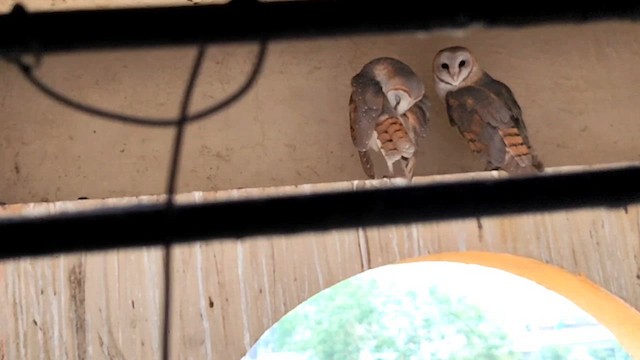 Barn Owl - ML620818031