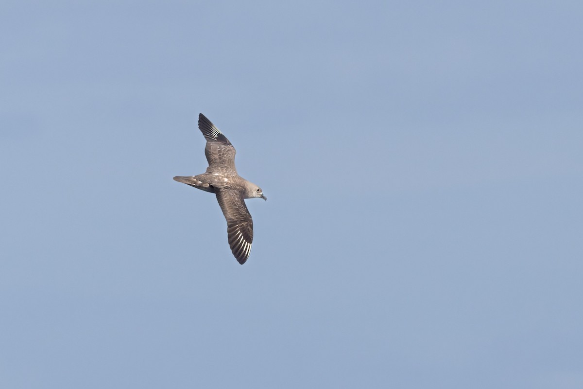 Kermadec Petrel - ML620818034