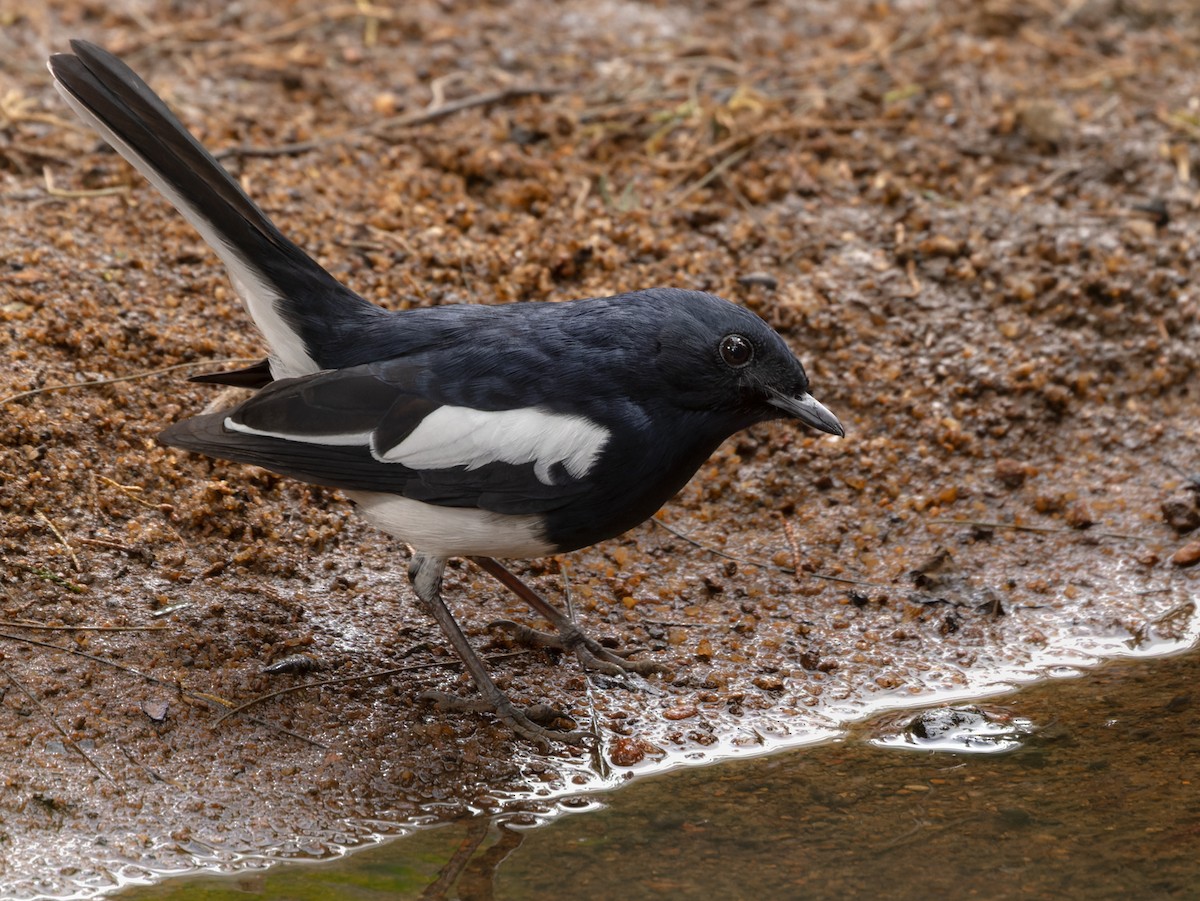 Oriental Magpie-Robin (Oriental) - ML620818035