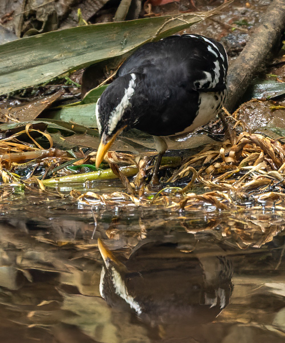 Pied Thrush - ML620818037