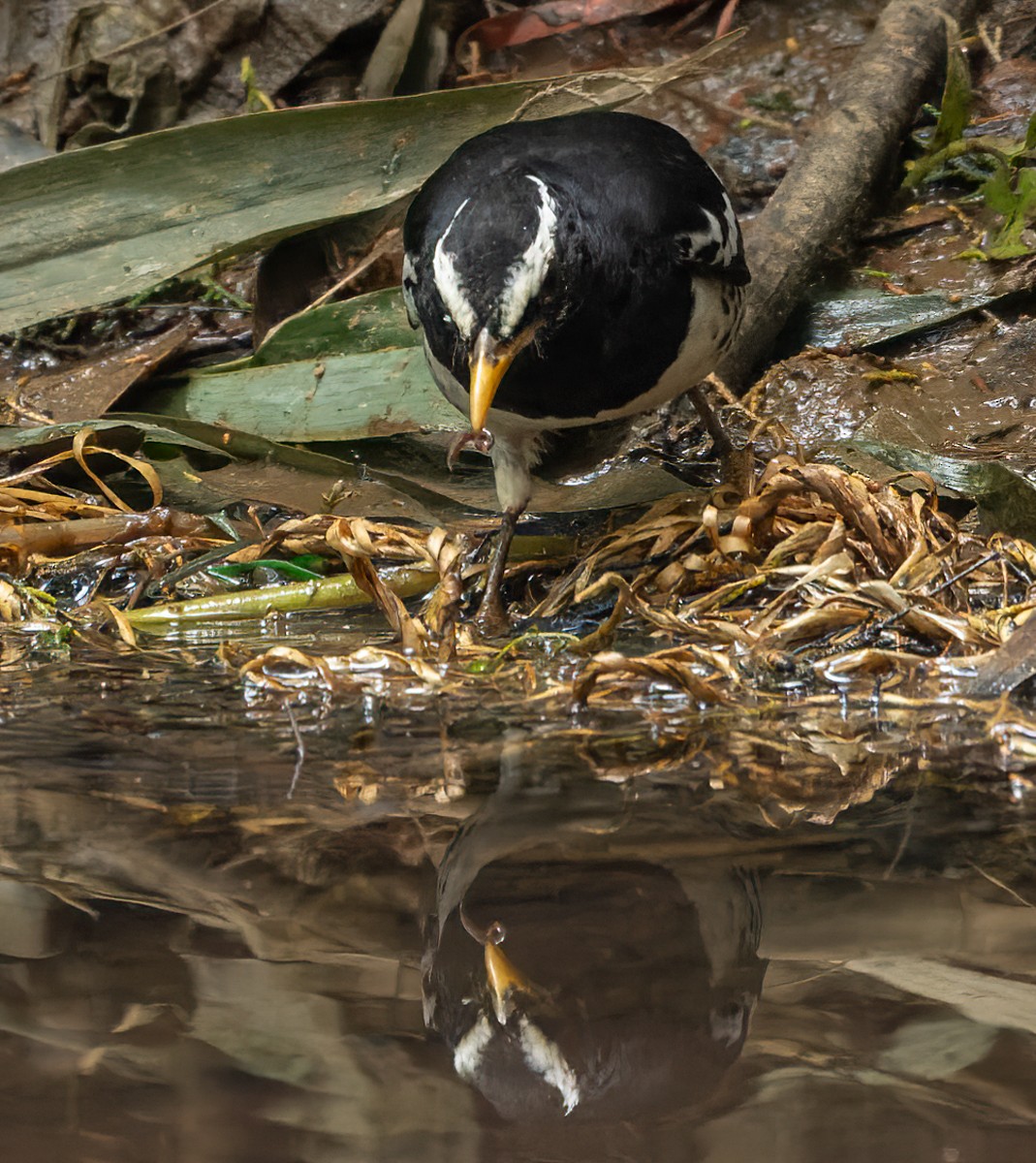 Pied Thrush - ML620818038