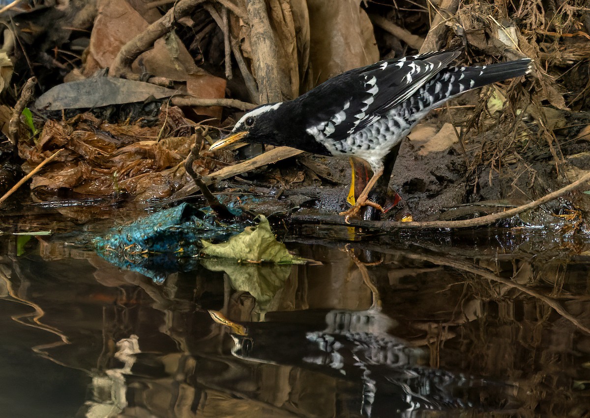 Pied Thrush - ML620818039