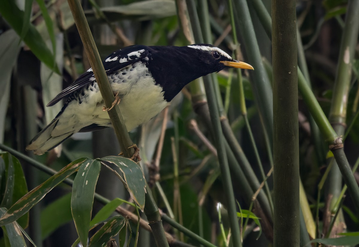 Pied Thrush - ML620818040