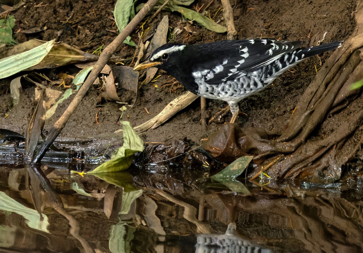 Pied Thrush - ML620818041