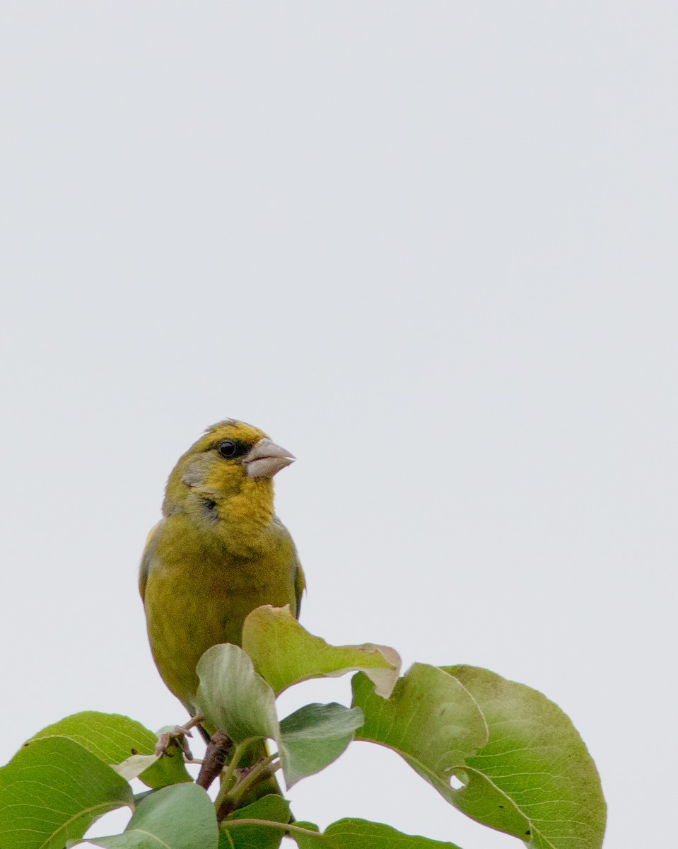 European Greenfinch - ML620818042