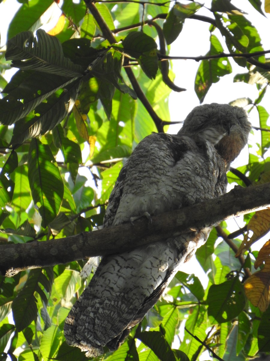 Great Potoo - ML620818044