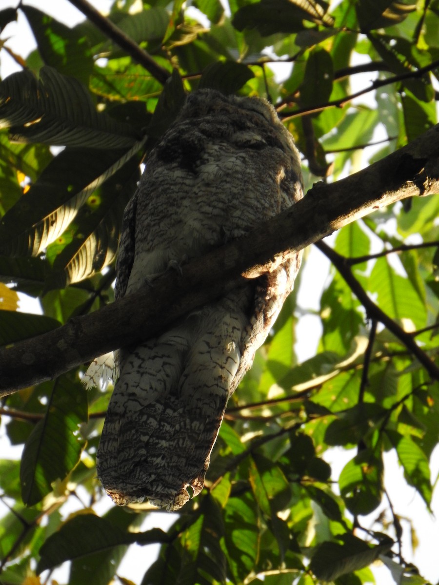 Great Potoo - ML620818046