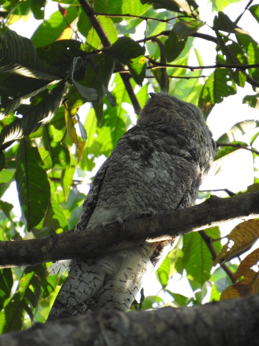 Great Potoo - ML620818047