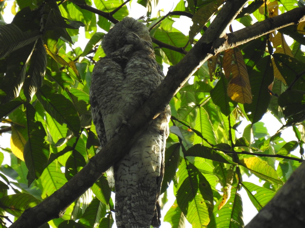 Great Potoo - Justin Harris