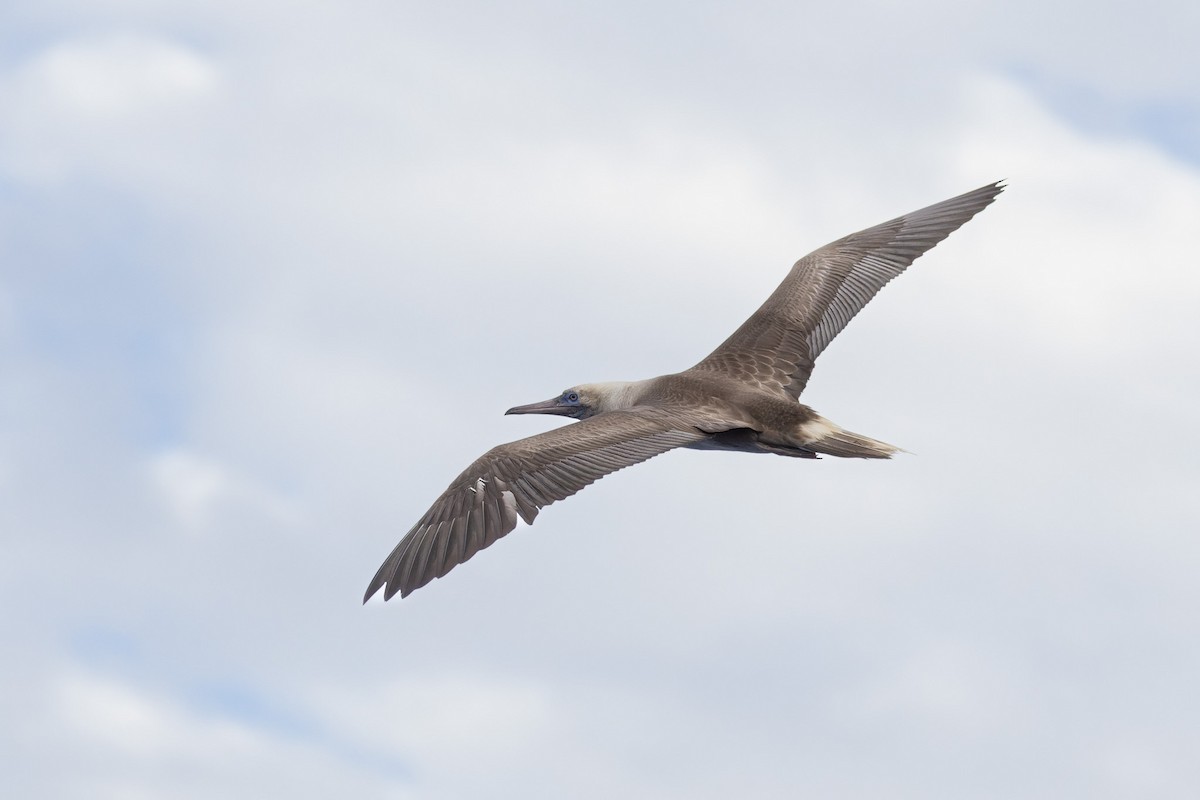 Red-footed Booby - ML620818055