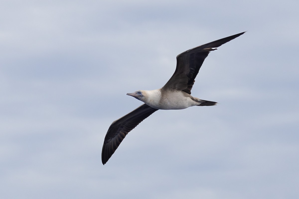 Red-footed Booby - ML620818056