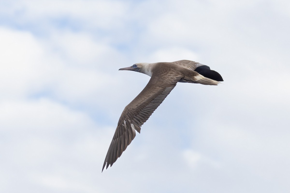 Red-footed Booby - ML620818057