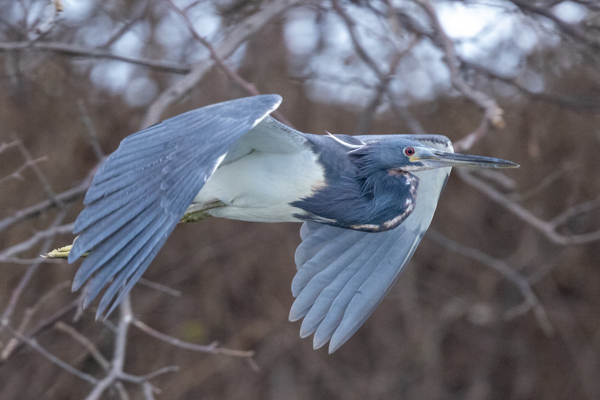 Tricolored Heron - ML620818058