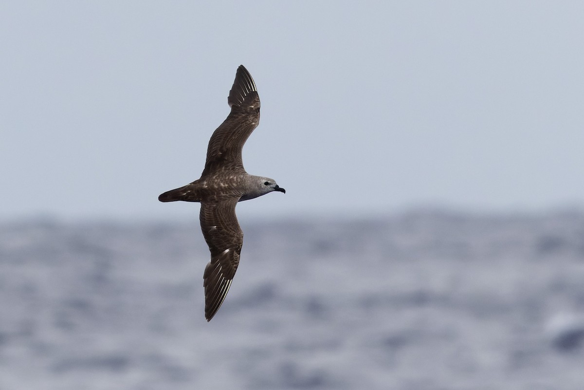 Kermadec Petrel - ML620818059