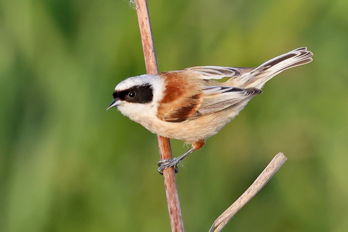 Eurasian Penduline-Tit - ML620818060