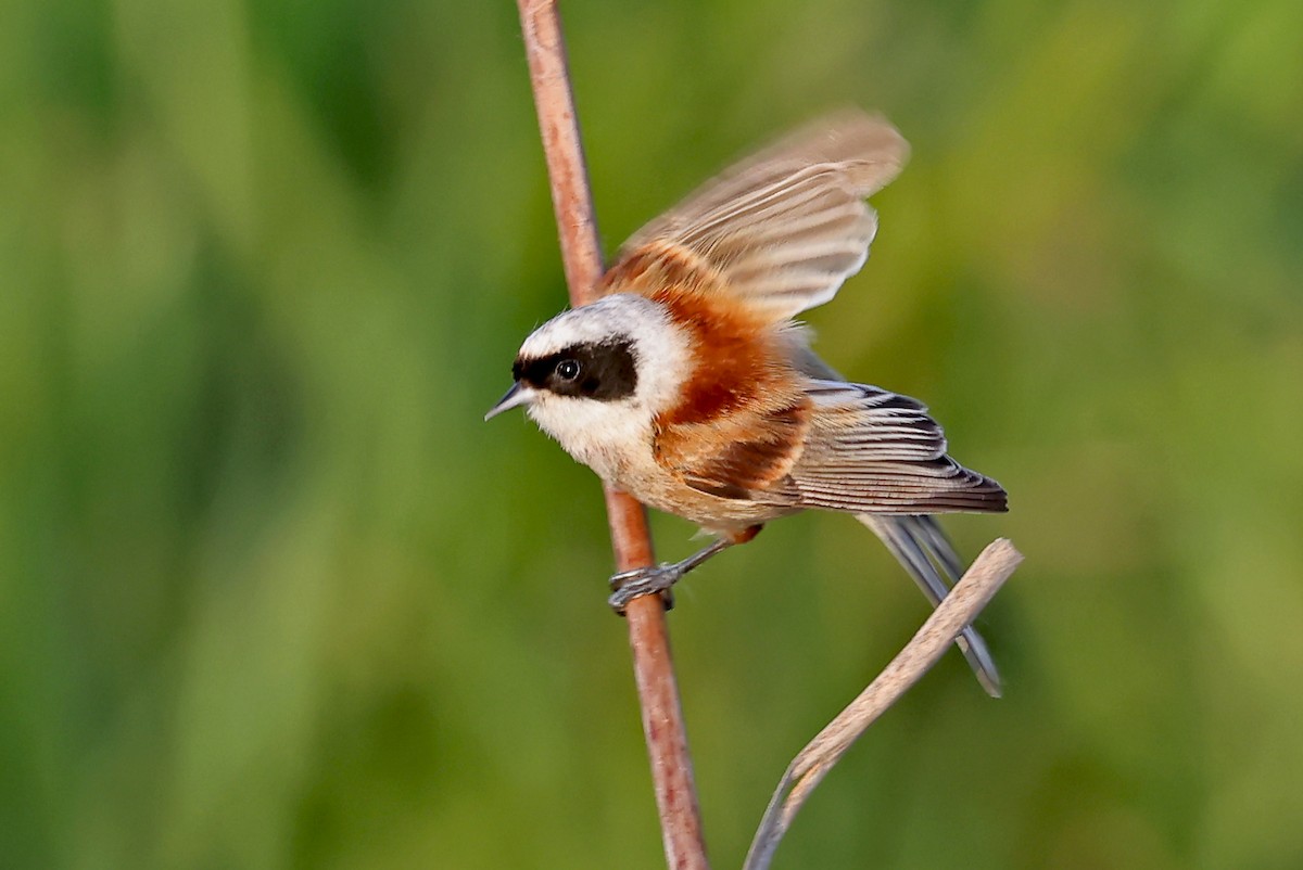 Eurasian Penduline-Tit - ML620818061