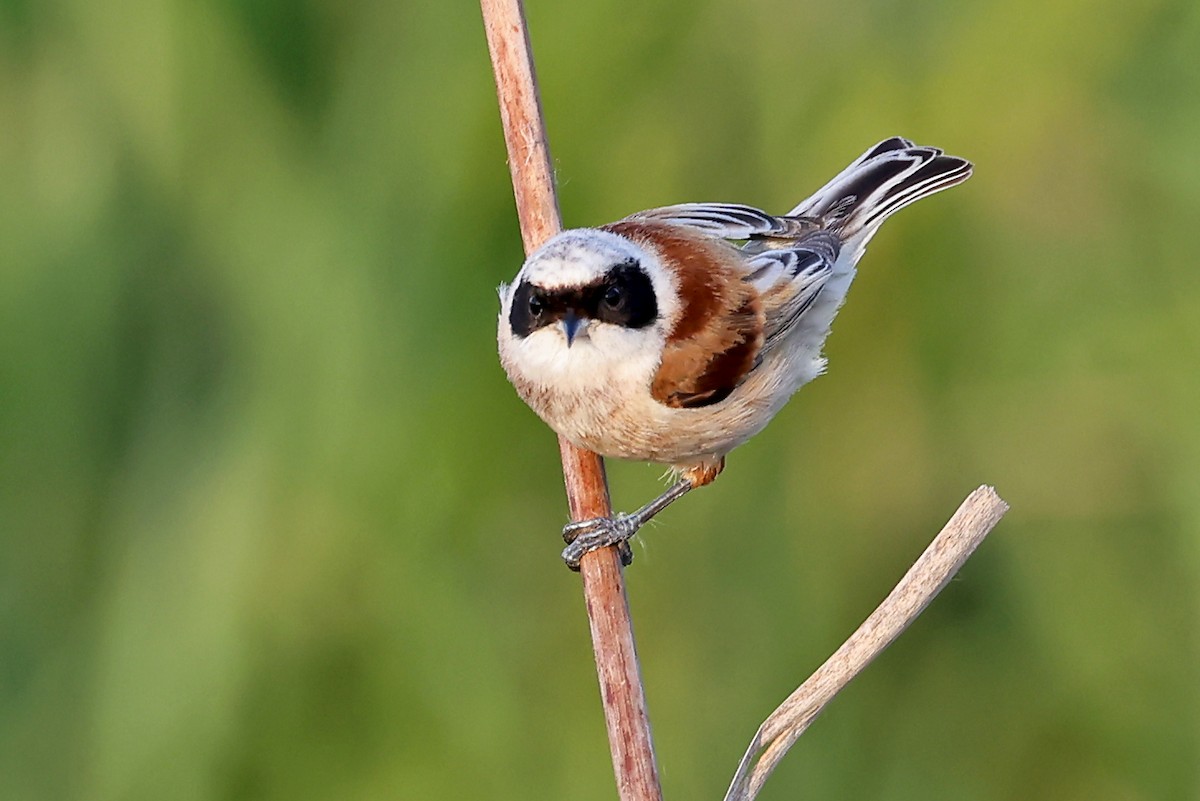 Eurasian Penduline-Tit - Phillip Edwards