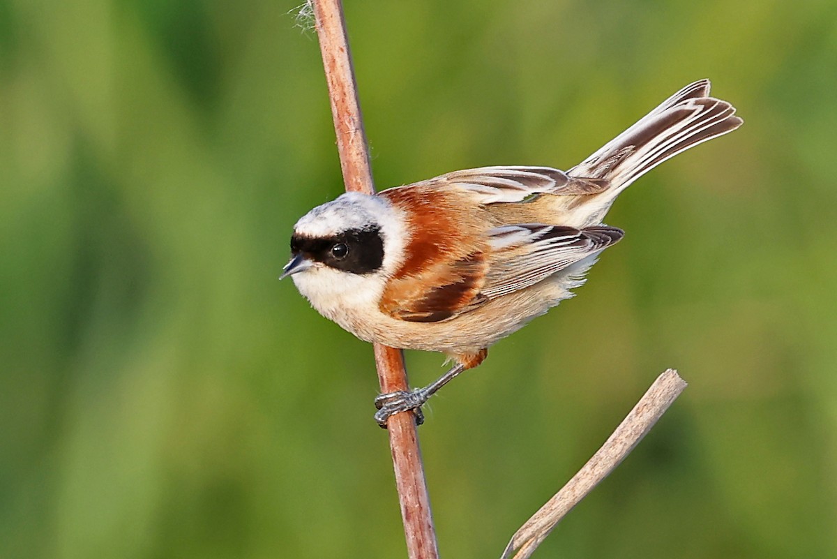 Eurasian Penduline-Tit - ML620818063