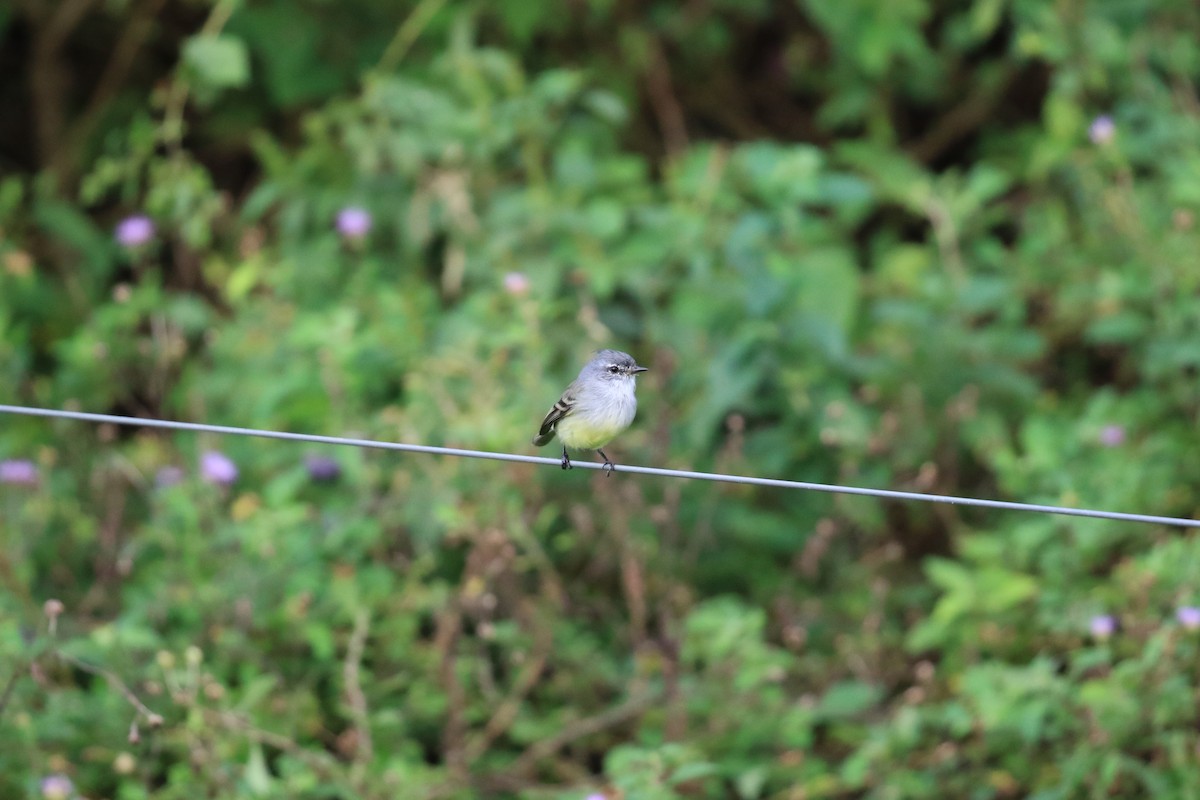 White-crested Tyrannulet - ML620818066