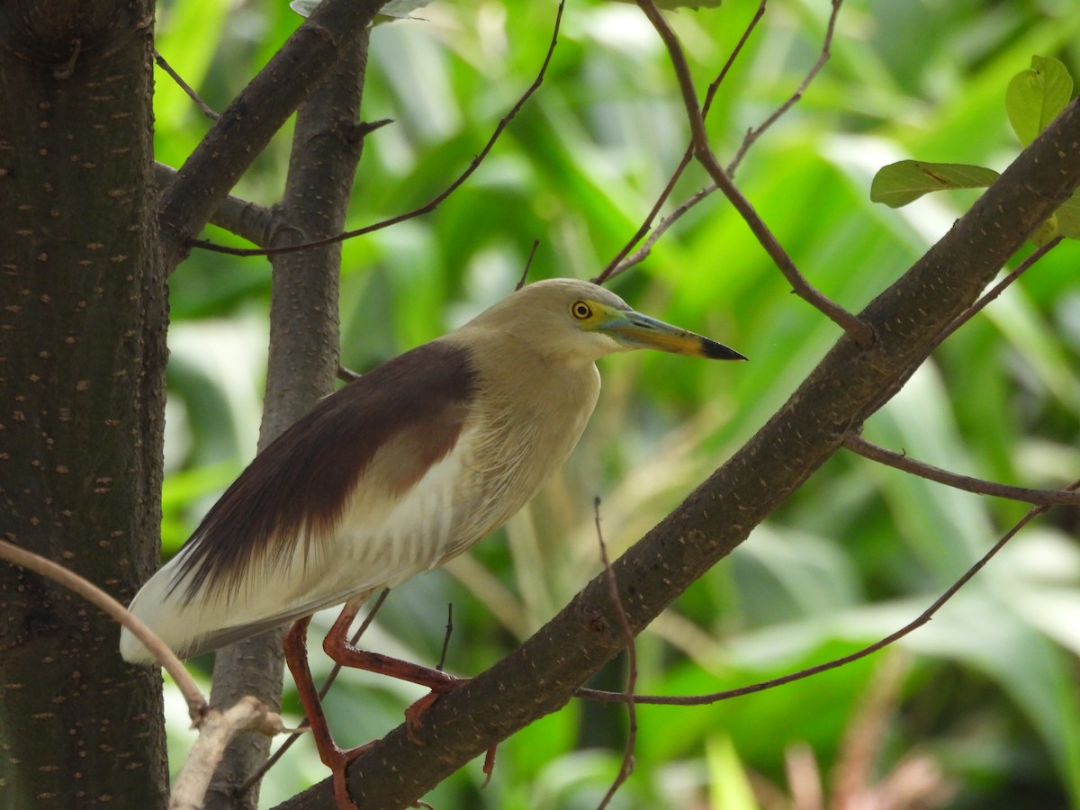 Indian Pond-Heron - ML620818076