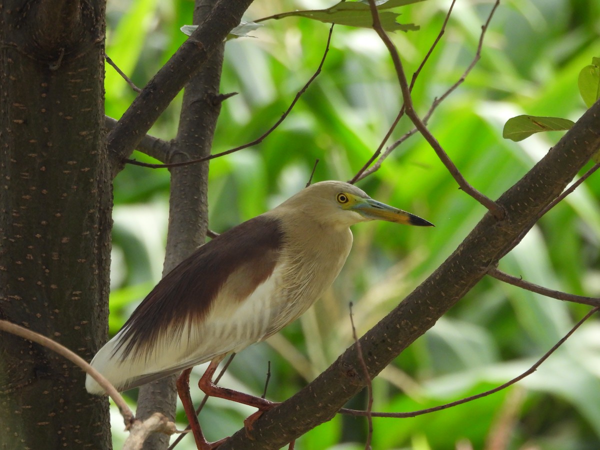 Indian Pond-Heron - ML620818077