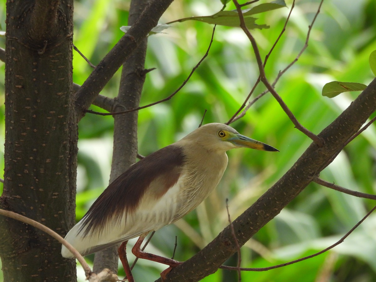 Indian Pond-Heron - Amsis Panta