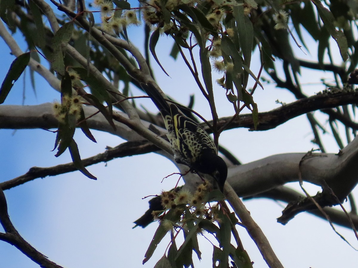 Regent Honeyeater - ML620818080